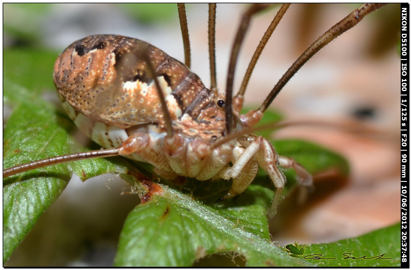 Dasylobus argentatus da Villanova Monteleone No 173
